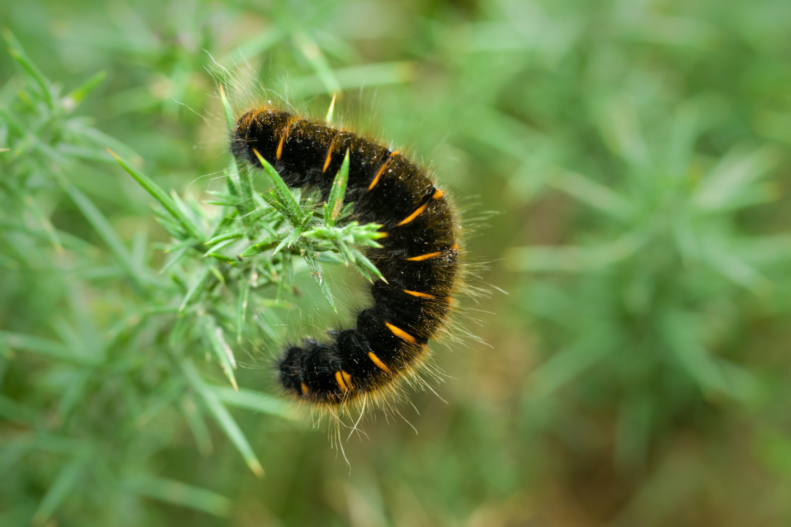 "Fox moth caterpillar" stock image