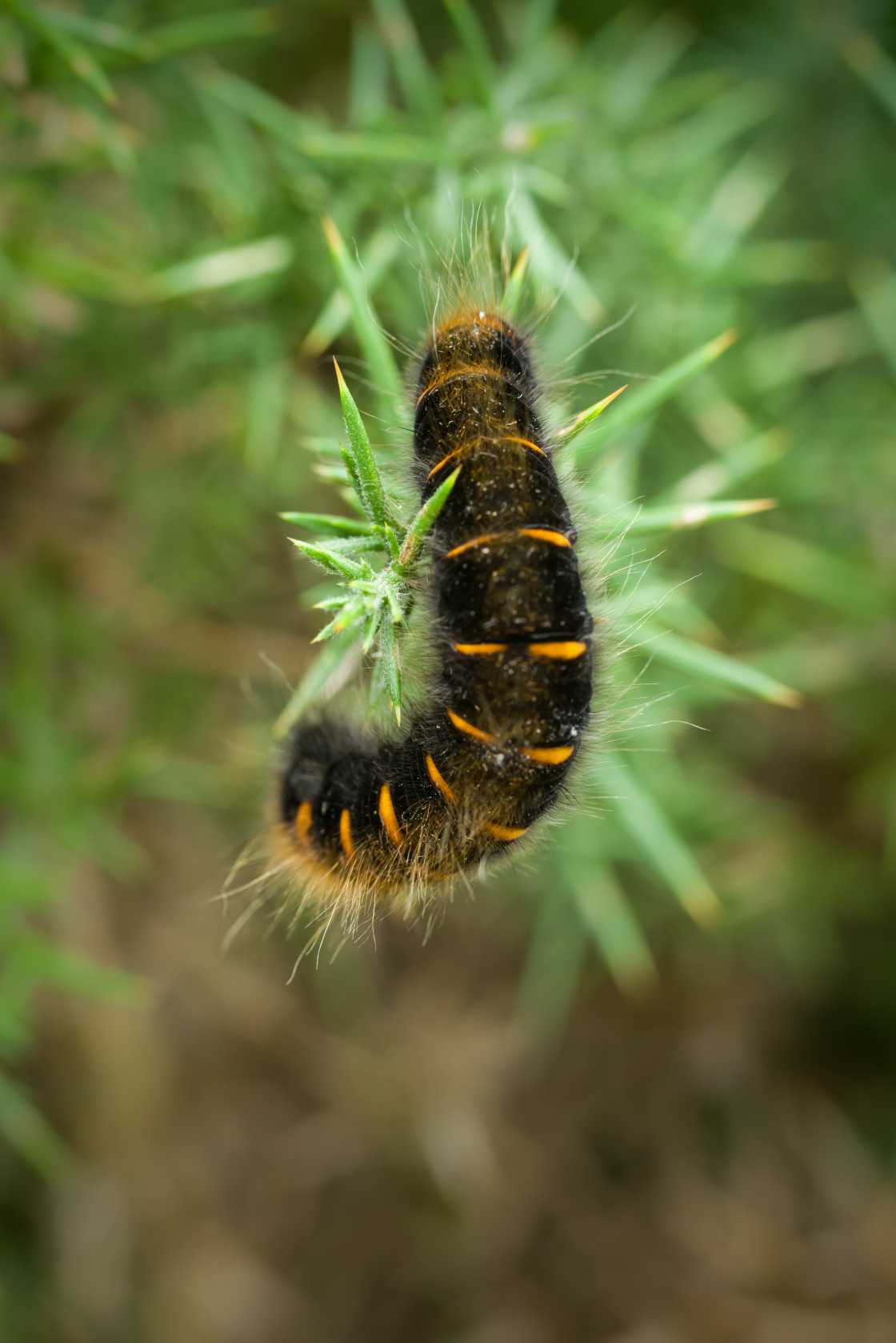 "Fox moth caterpillar" stock image