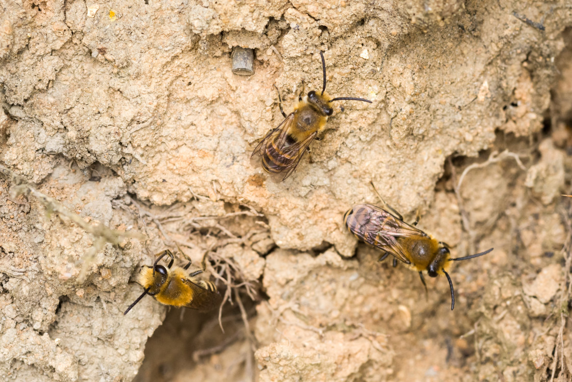 "Heather Colletes Bees" stock image