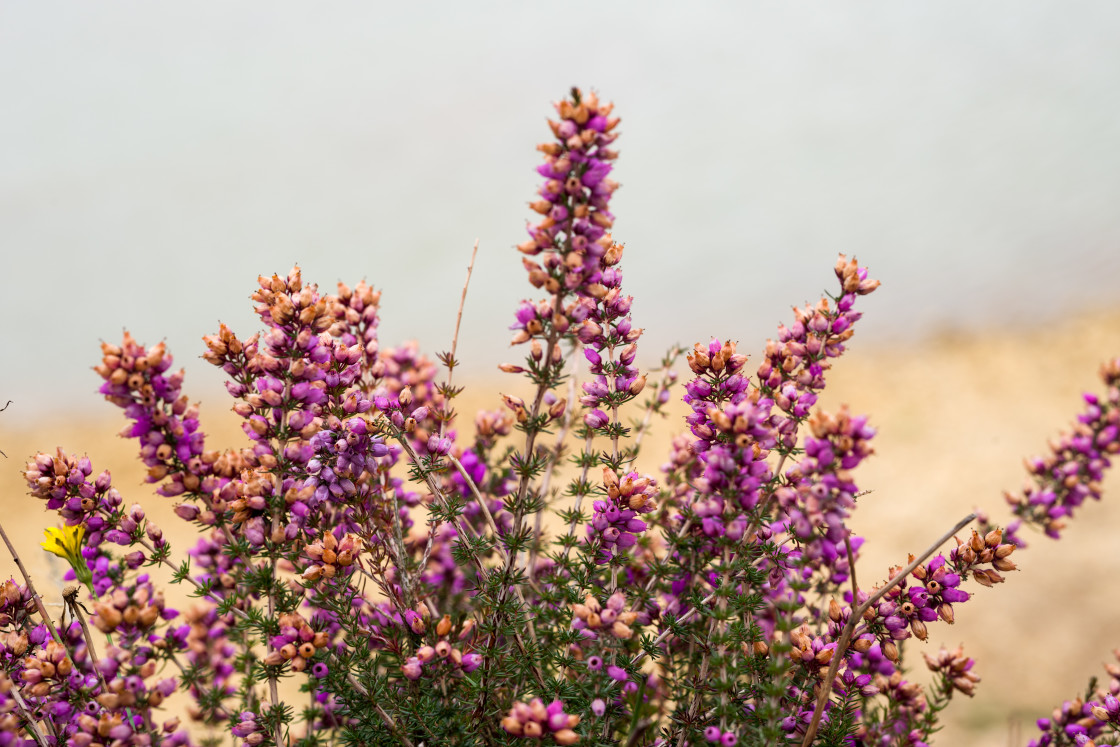 "Bell Heather" stock image