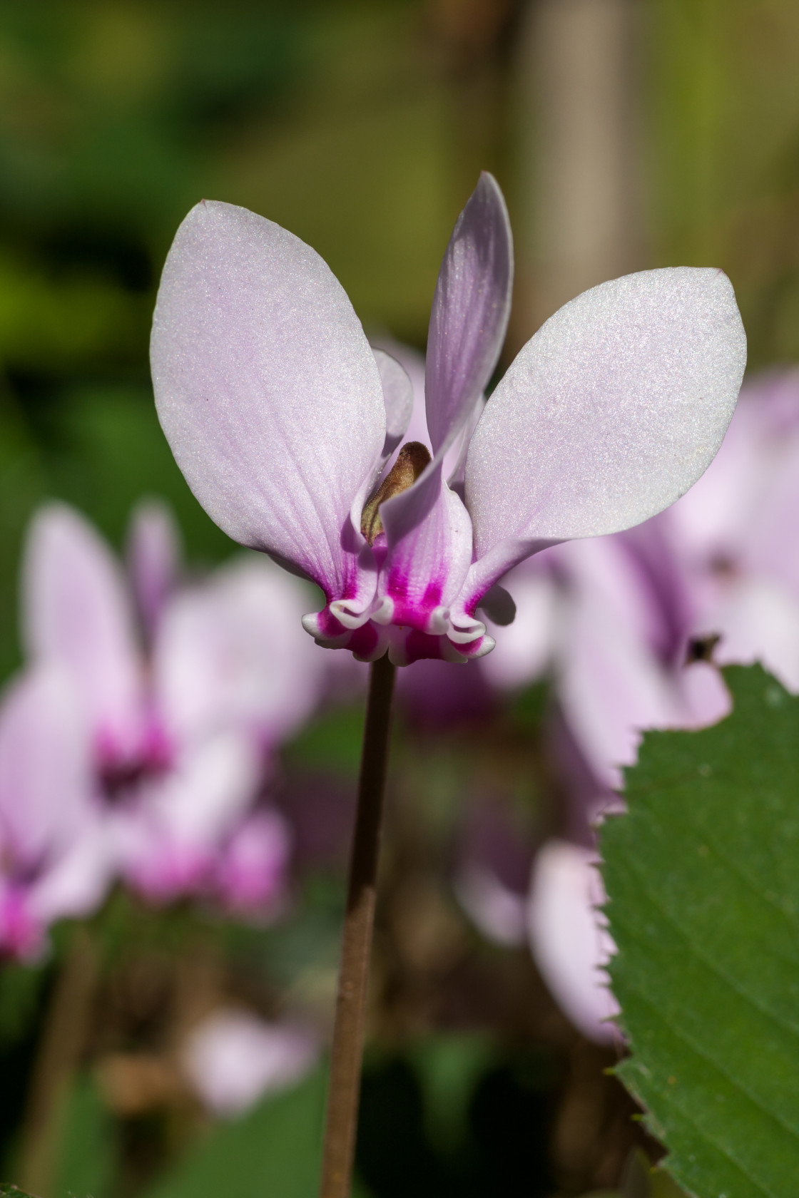 "Sowbread Flower" stock image