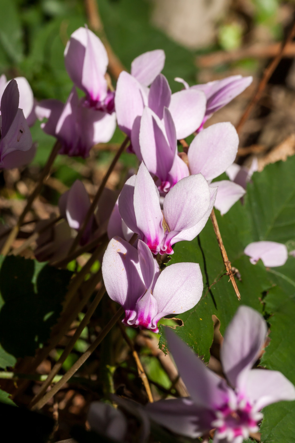 "Sowbread Flowers" stock image