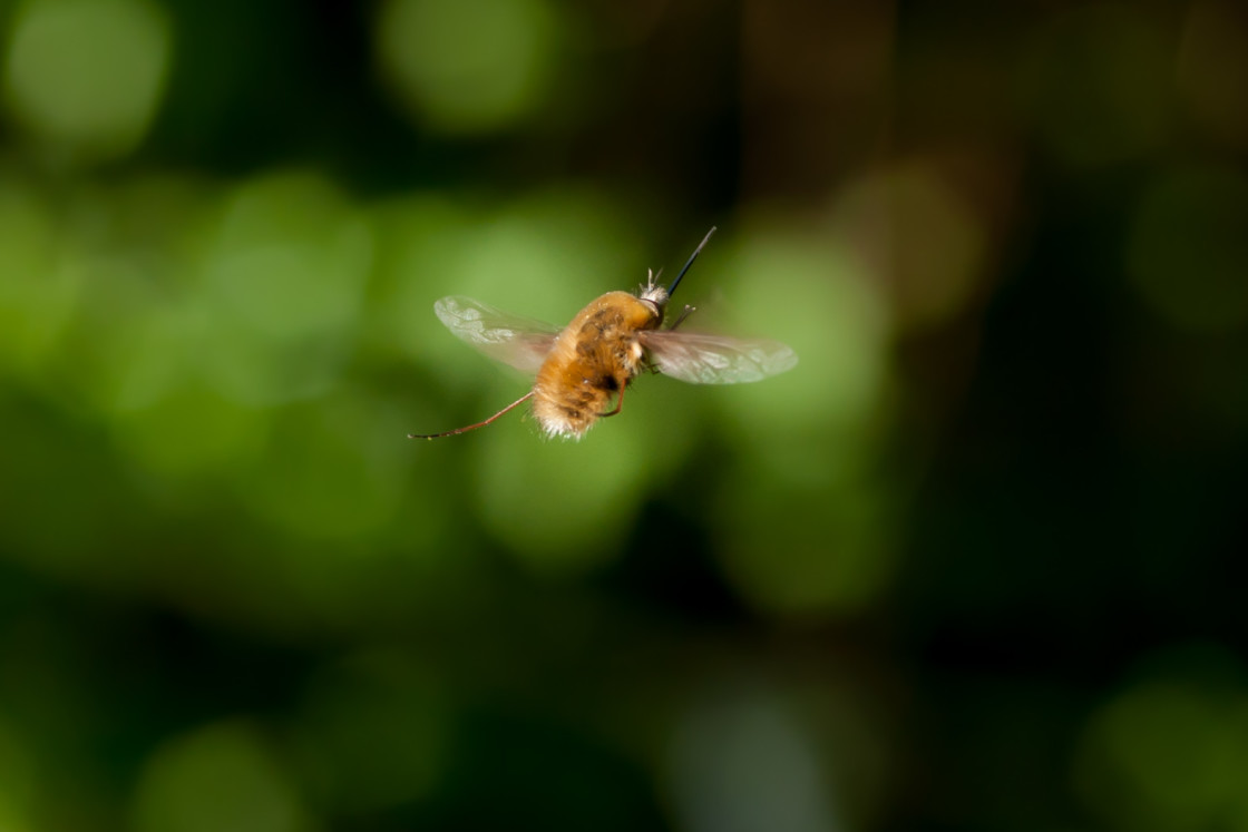 "Hovering Bee-fly" stock image