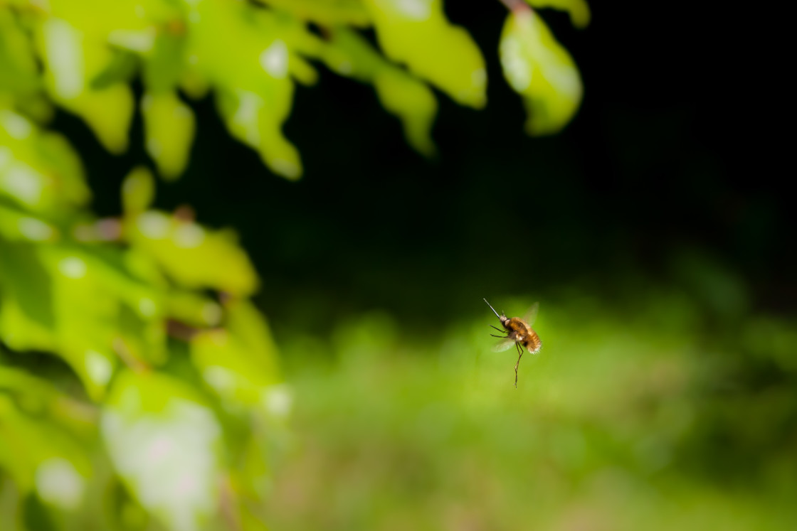 "Hovering Bee-fly" stock image