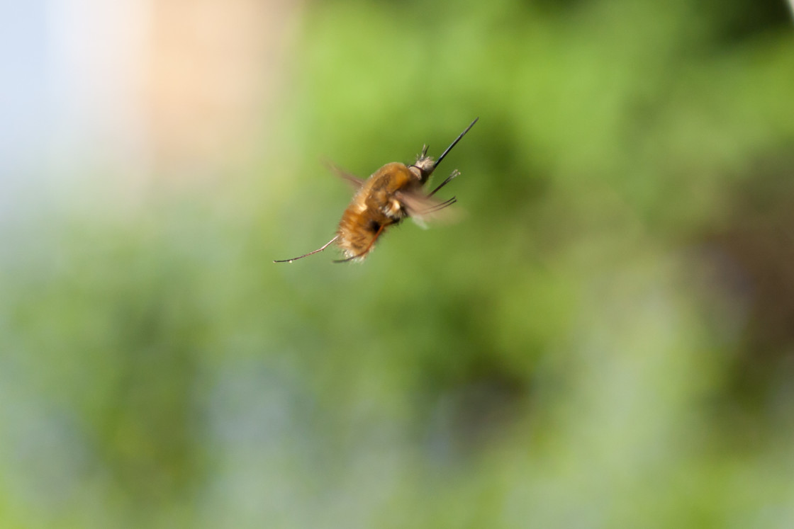 "Hovering Bee-fly" stock image