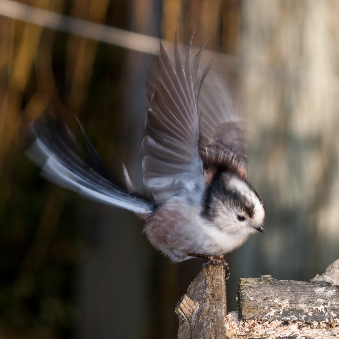 "Long-tailed Tit" stock image