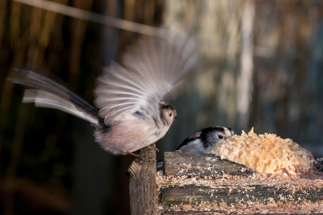 "Long-tailed Tits" stock image