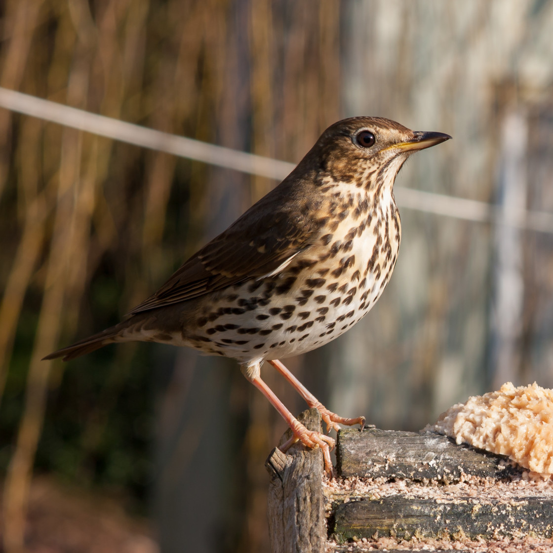 "Song Thrush" stock image