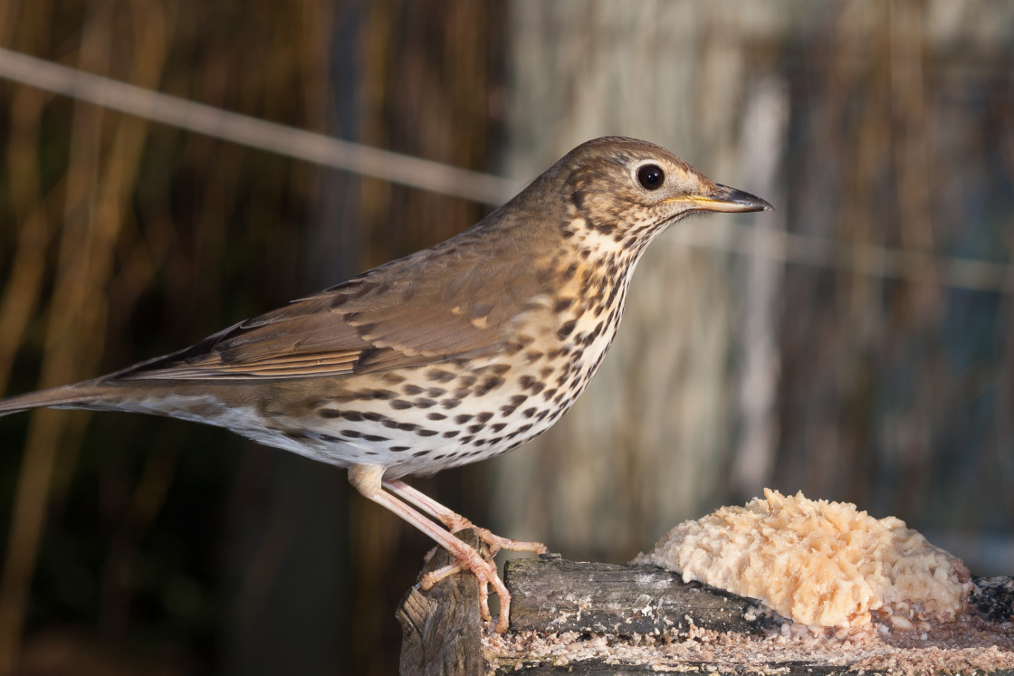 "Song Thrush" stock image