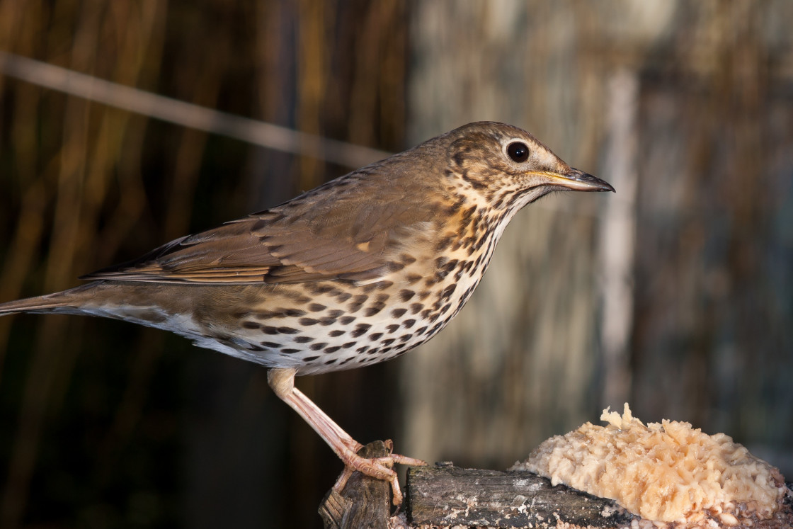 "Song Thrush" stock image