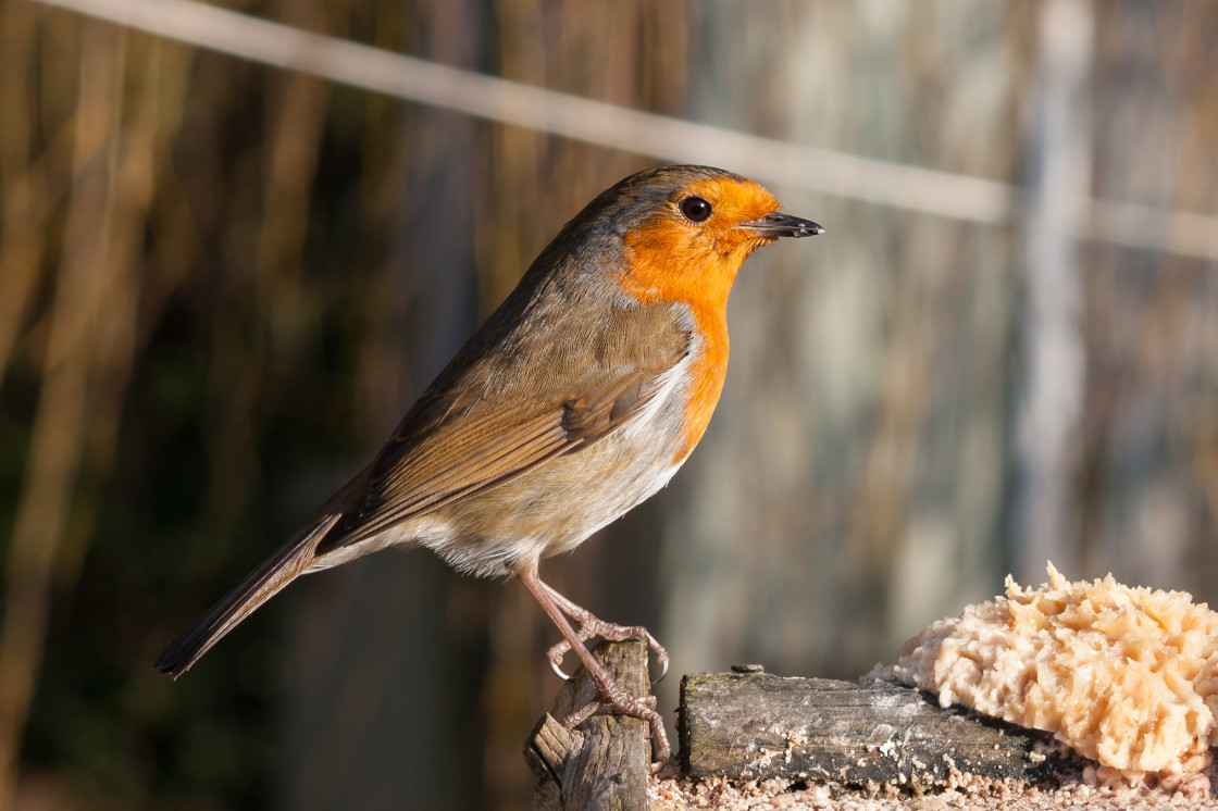 "Robin" stock image