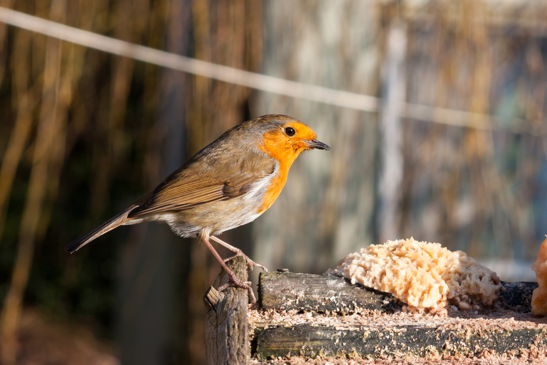 "Robin" stock image