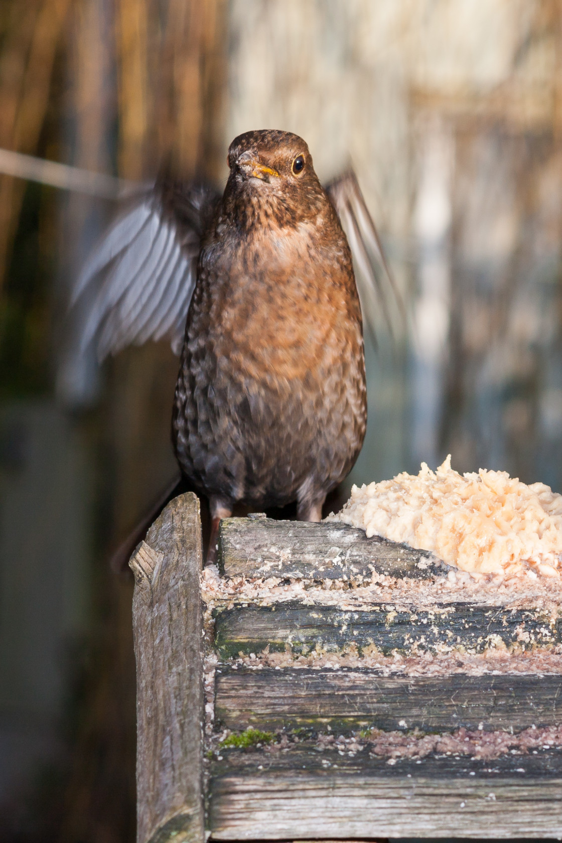 "Blackbird" stock image