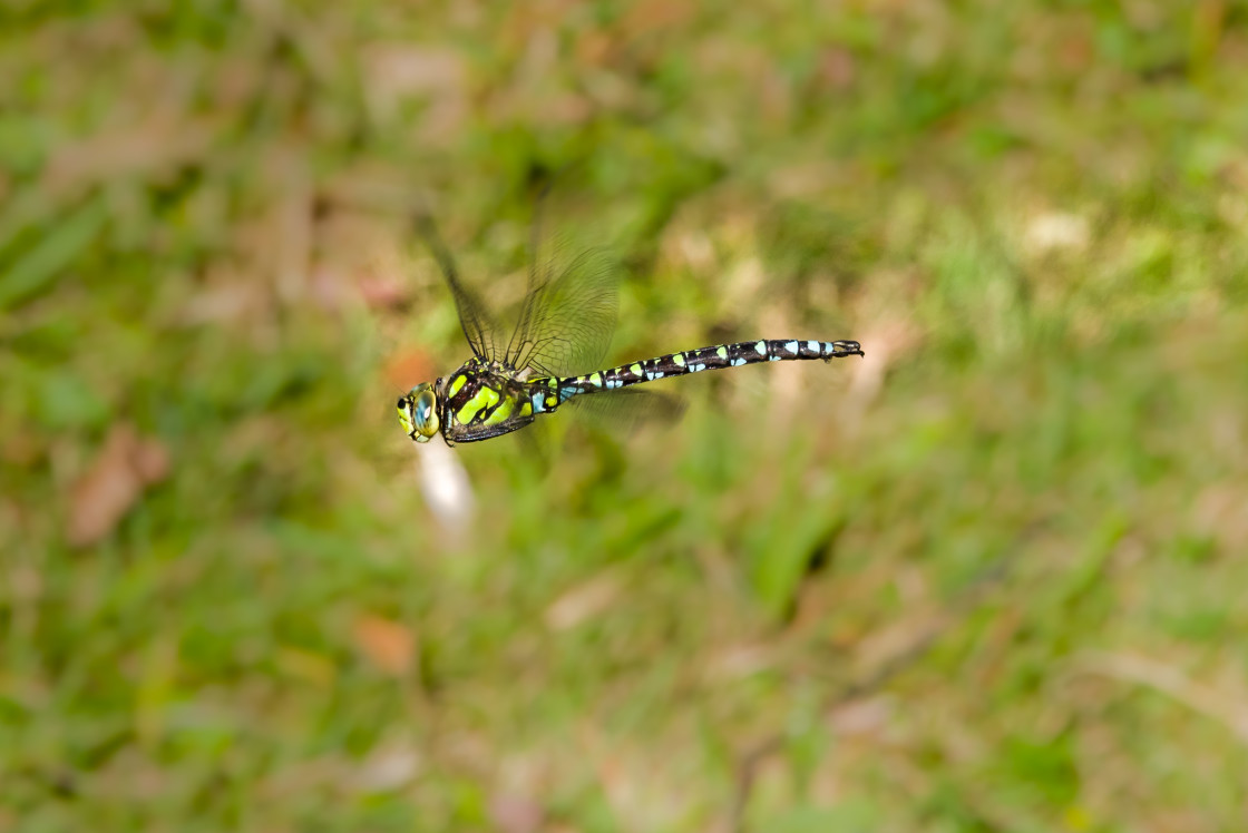 "Southern Hawker Dragonfly in Flight" stock image