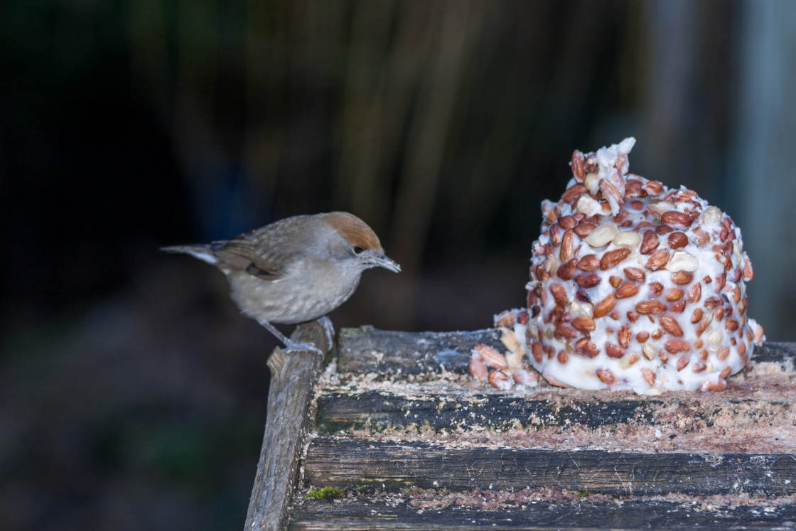 "Female Blackcap Bird" stock image