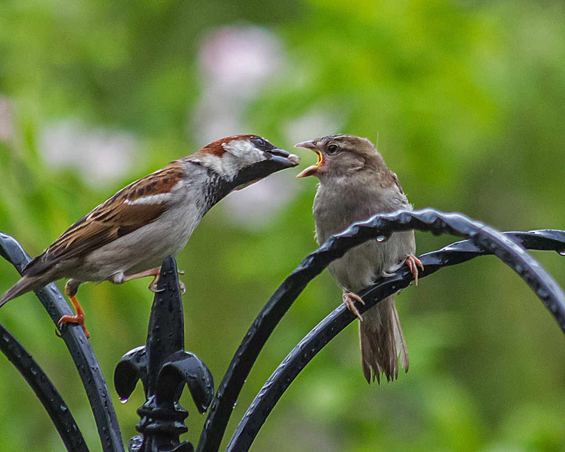 "Adult Sparrow feeding newly fledged chick" stock image