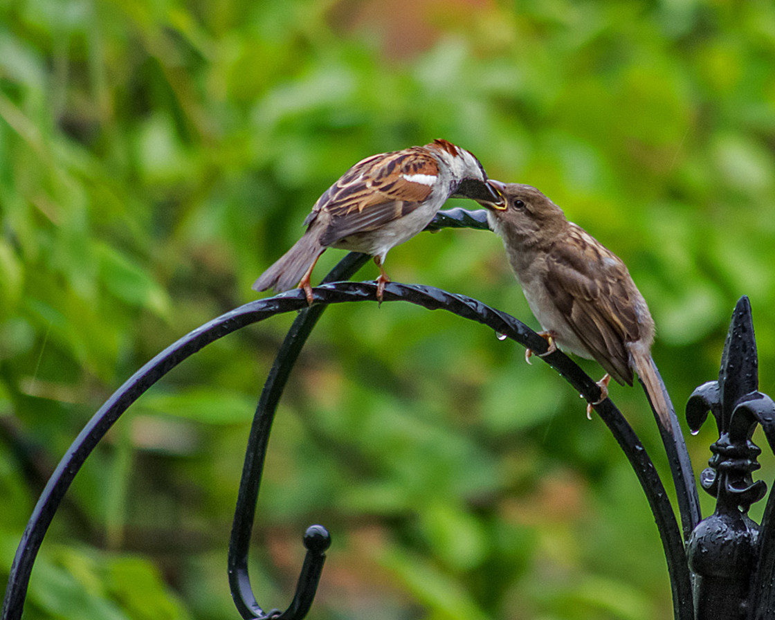 "Sparrow Feeding Chick 2 - Good Shot Mum!" stock image