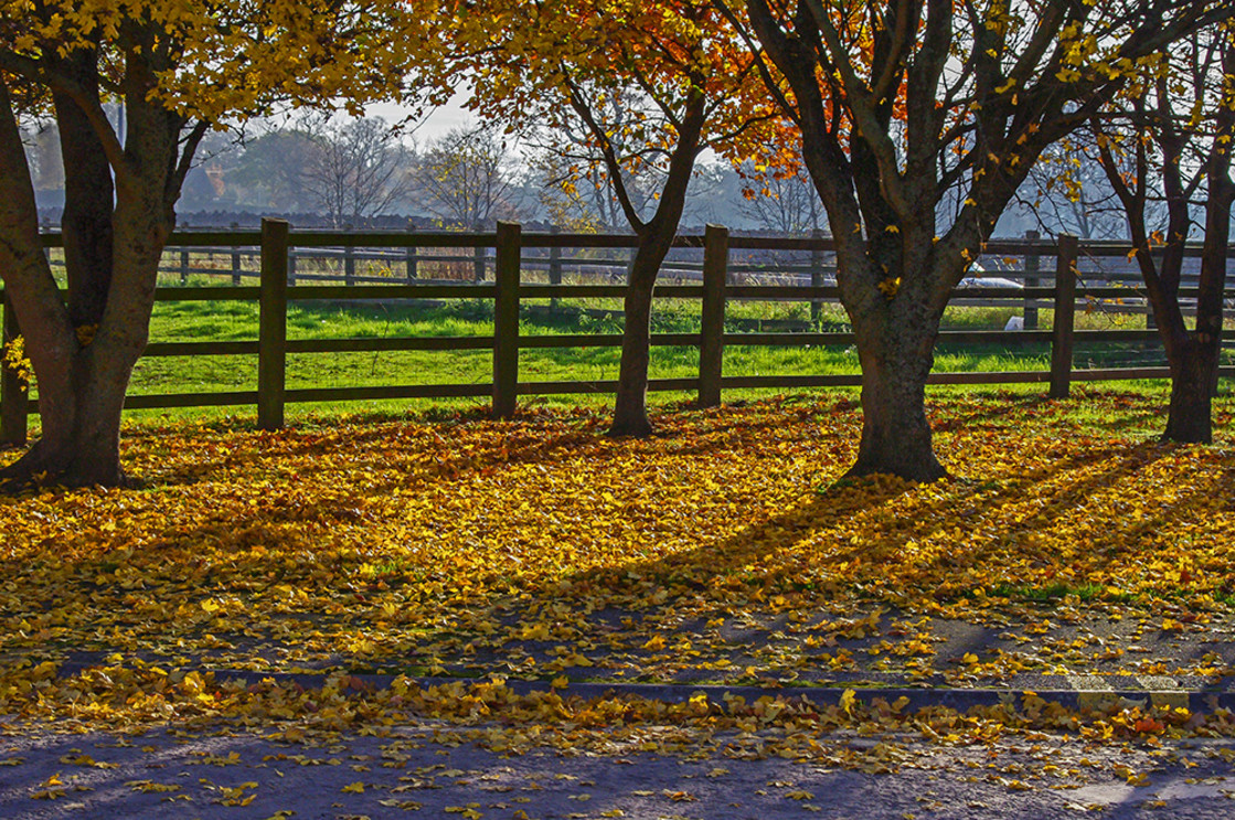 "Autumn Leaves" stock image