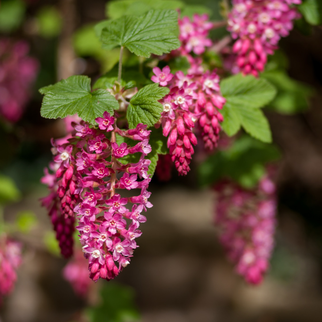 "Flowering Currant Blossom" stock image