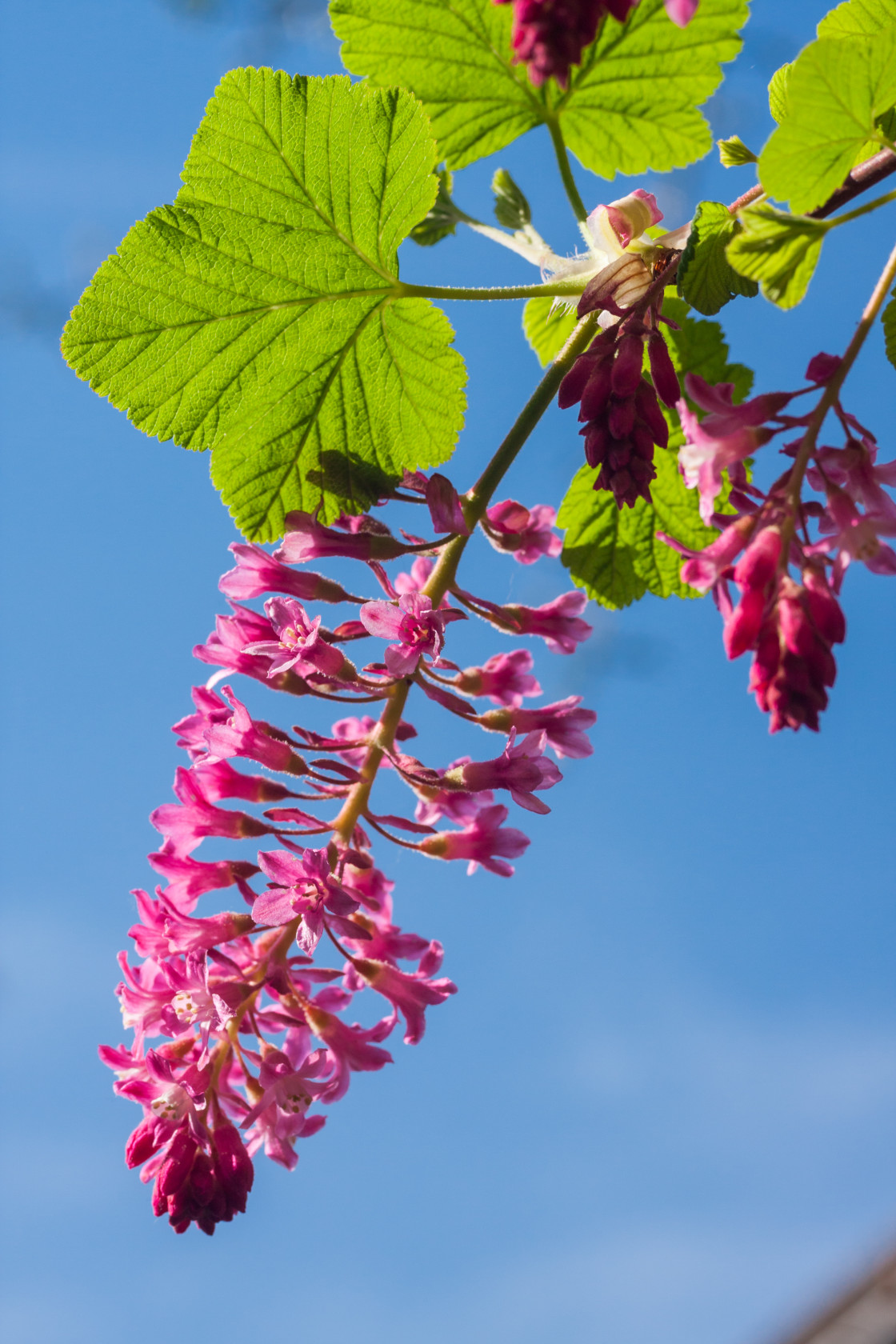 "Flowering Currant in Bloom" stock image