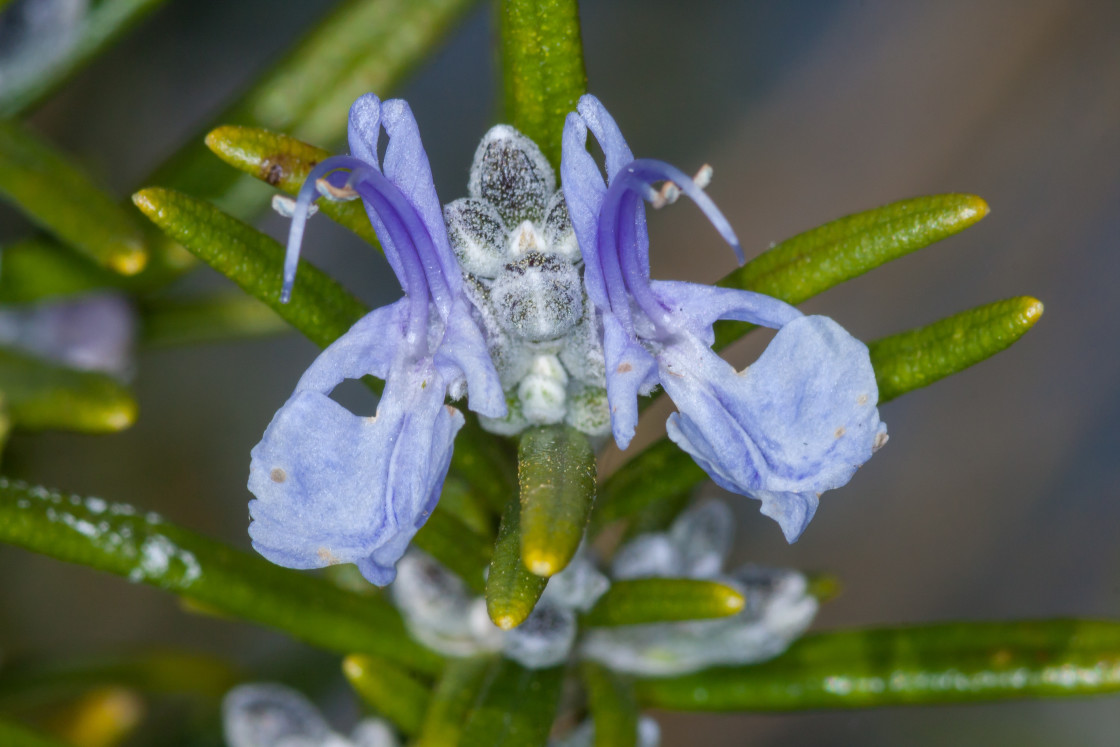 "Rosemary Flower" stock image