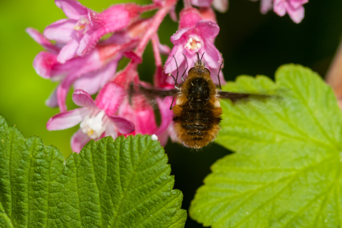 "Bee-Fly" stock image