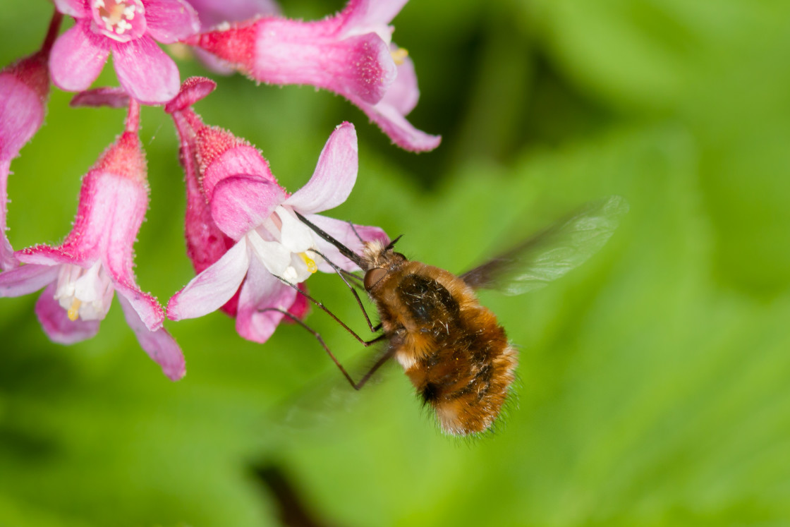 "Bee-Fly" stock image