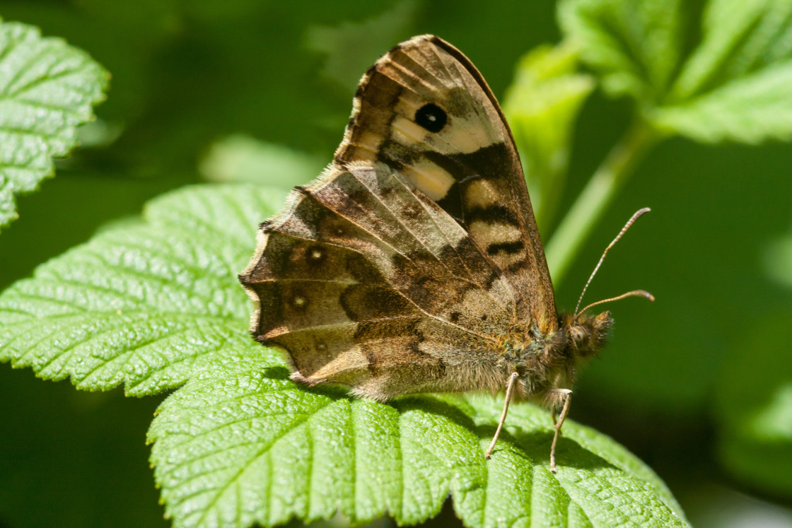 "Speckled Wood Butterfly" by Gordon England - $12.14 "Speckled Wood Butterfly" stock image