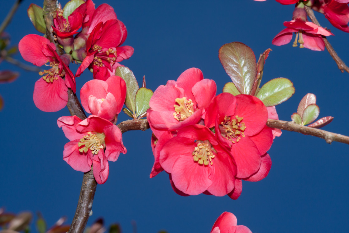 "Japanese Quince Flowers" stock image