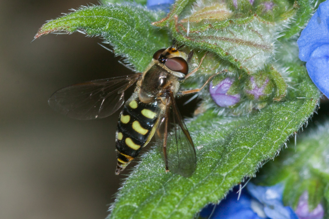 "Eupeodes luniger Hoverfly" stock image