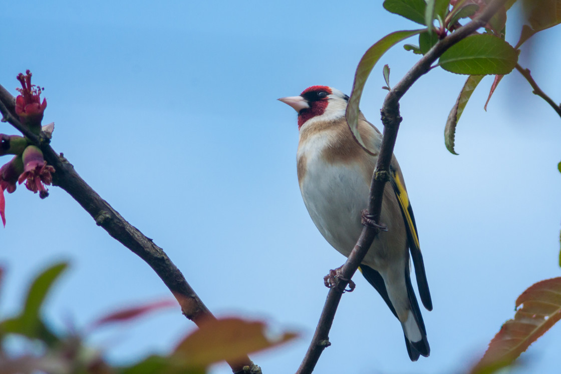 "Goldfinch" stock image