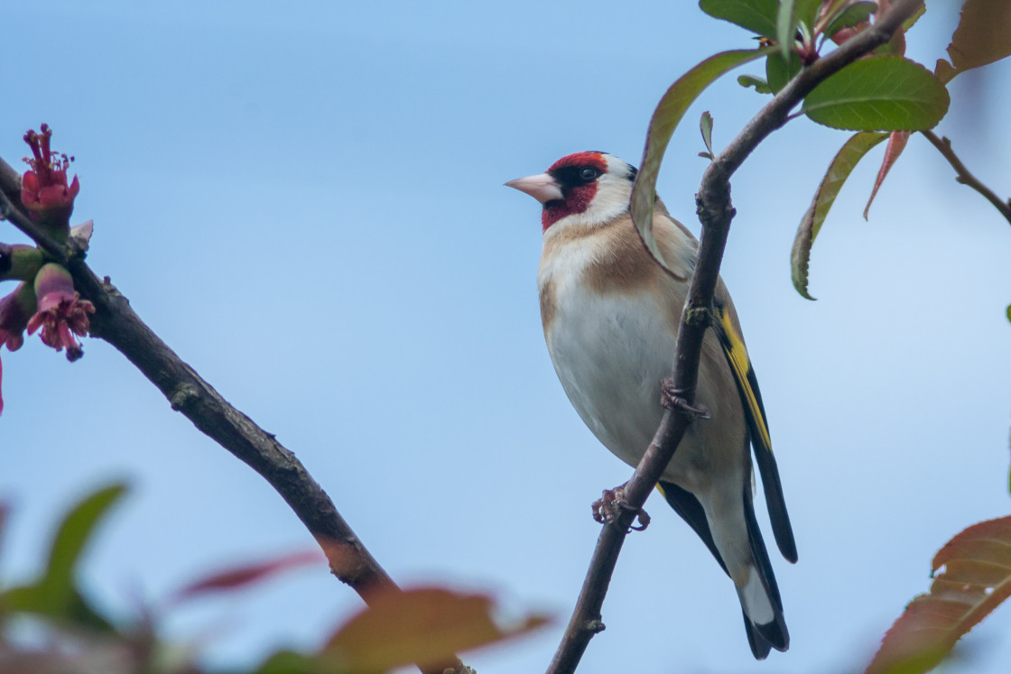 "Goldfinch" by Gordon England - $12.24 "Goldfinch" stock image