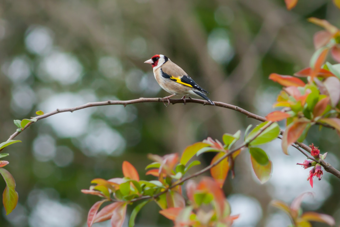 "Goldfinch" by Gordon England - $12.71 "Goldfinch" stock image