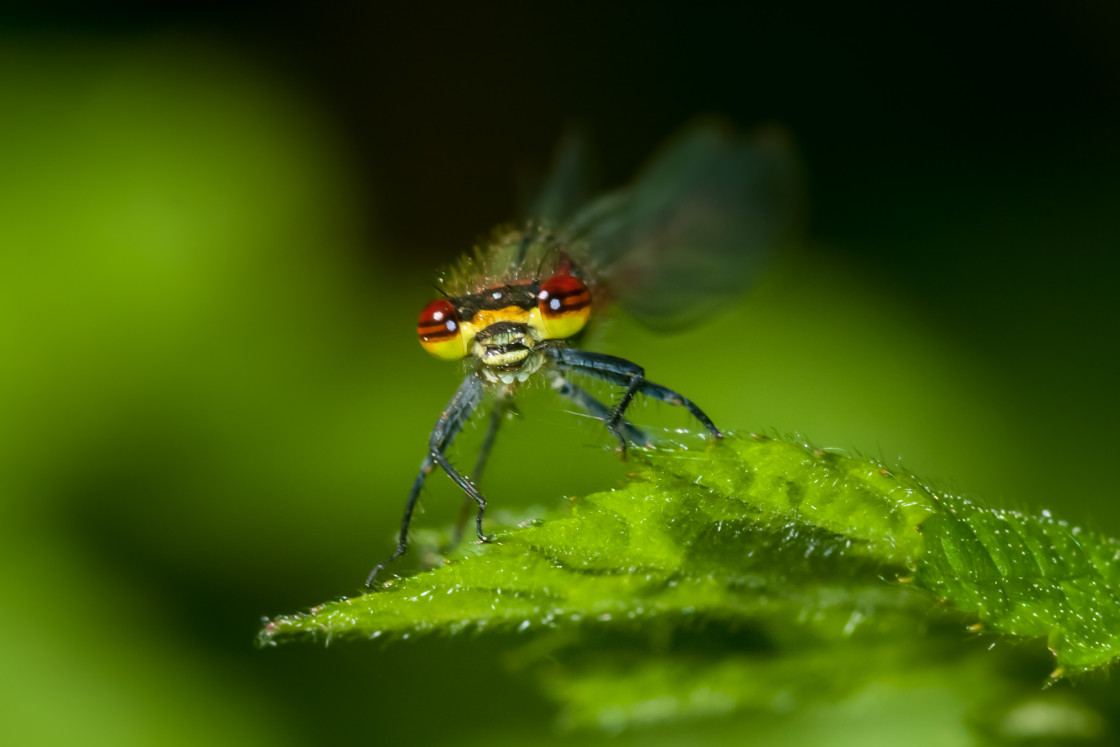 "Large Red Damselfly" by Gordon England - $12.55 "Large Red Damselfly" stock image