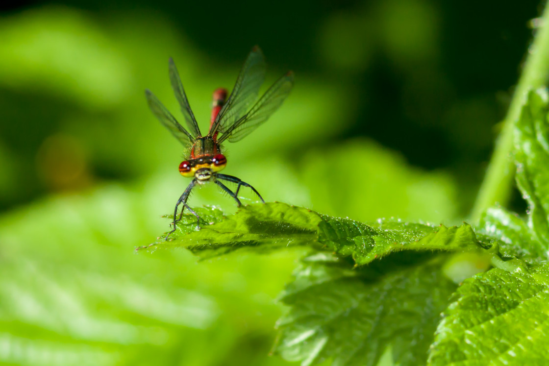 "Large Red Damselfly" by Gordon England - $12.06 "Large Red Damselfly" stock image