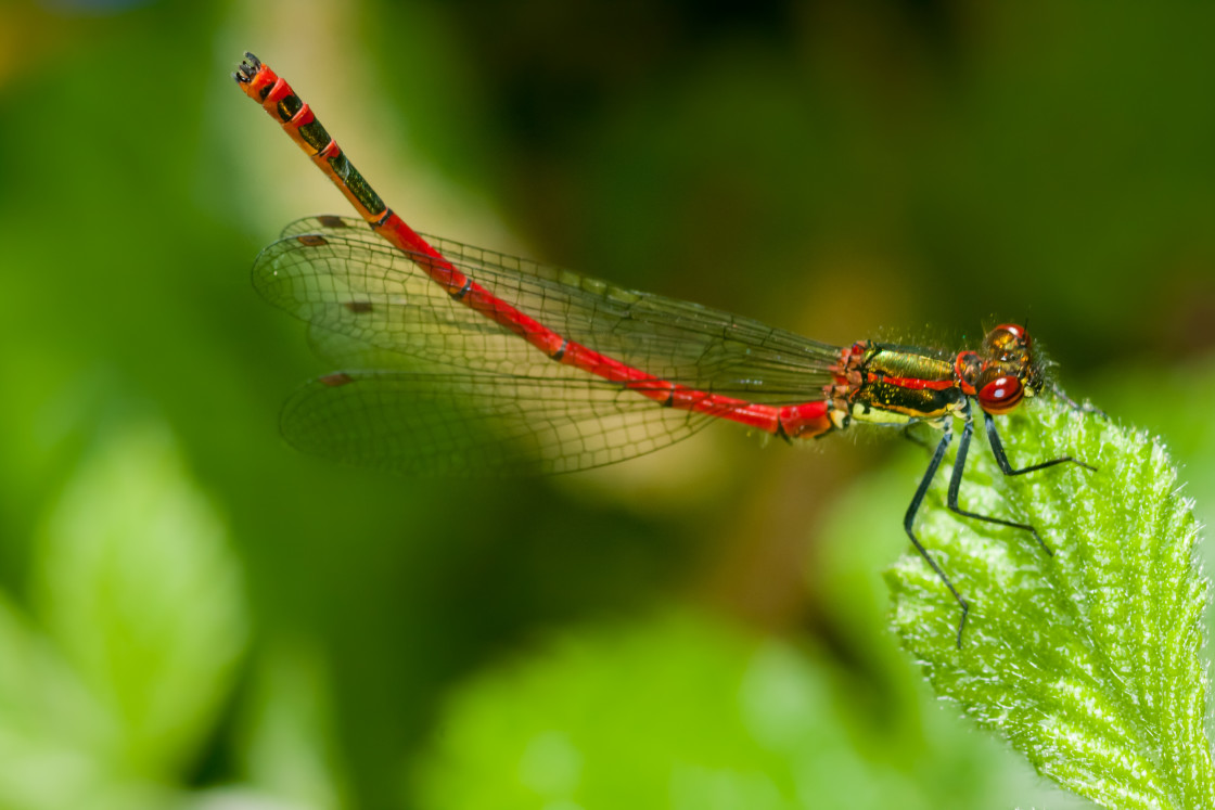 "Large Red Damselfly" by Gordon England - $12.06 "Large Red Damselfly" stock image