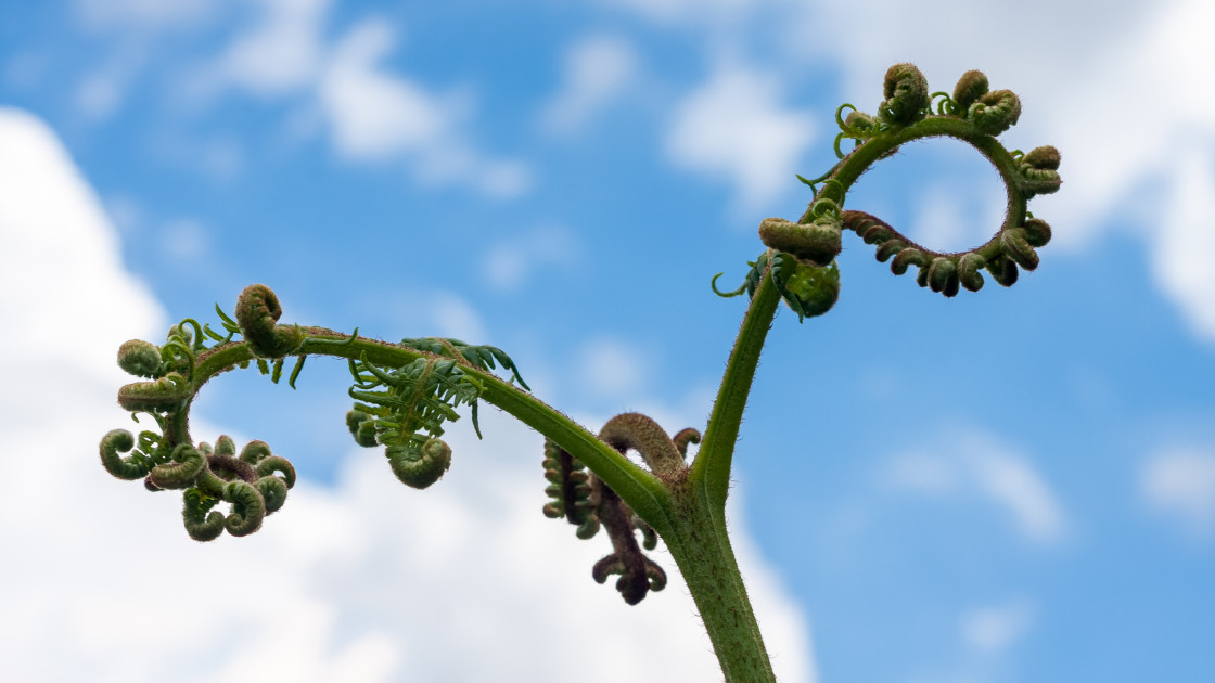 "Braken Fronds" stock image