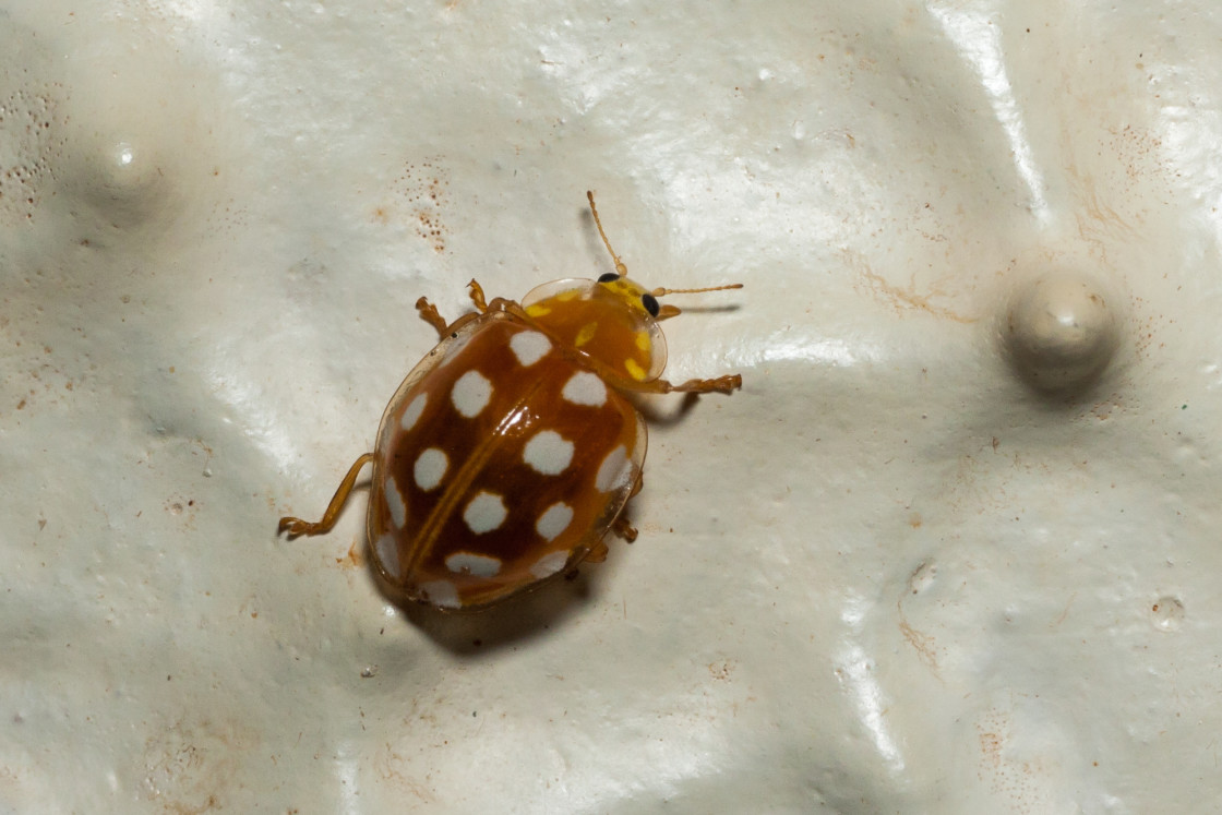 "Cream-spot ladybird" by Gordon England - $12.62 "Cream-spot ladybird" stock image
