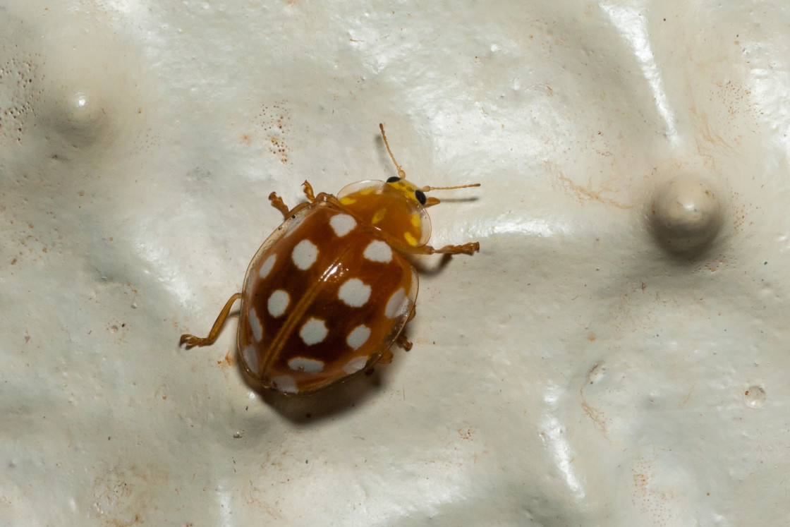 "Cream-spot ladybird" stock image