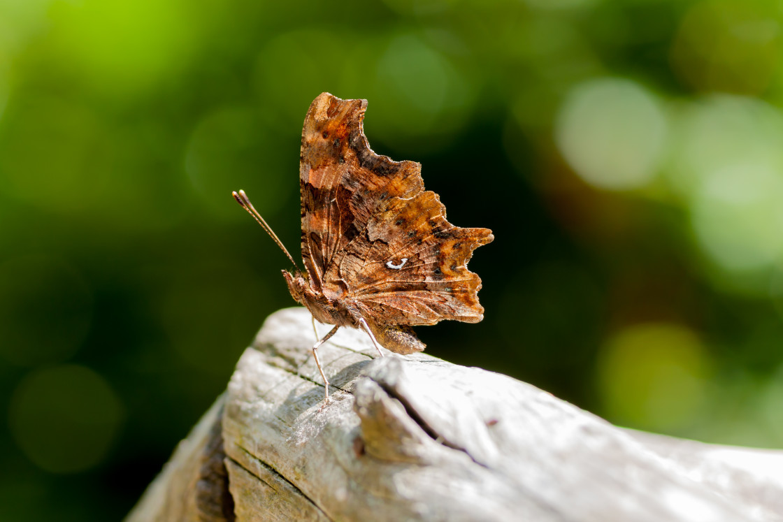 "Comma Butterfly (Polygonia C-album)" by Gordon England - $12.55 "Comma Butterfly (Polygonia C-album)" stock image