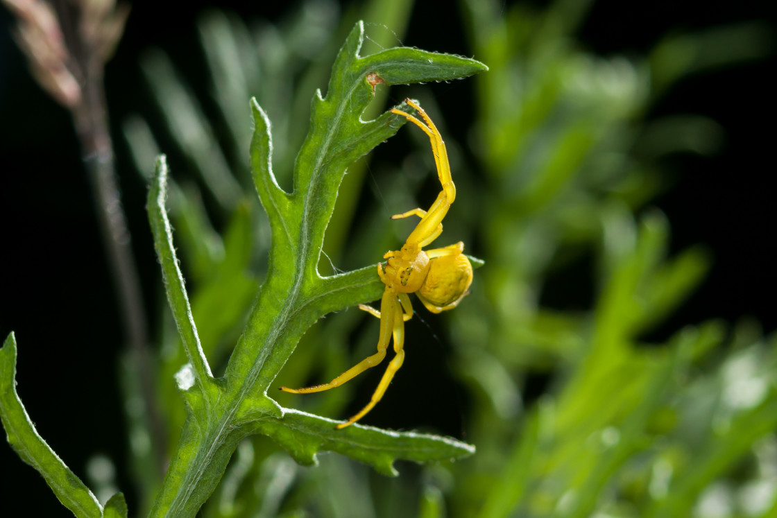 "Yellow Crab Spider" stock image