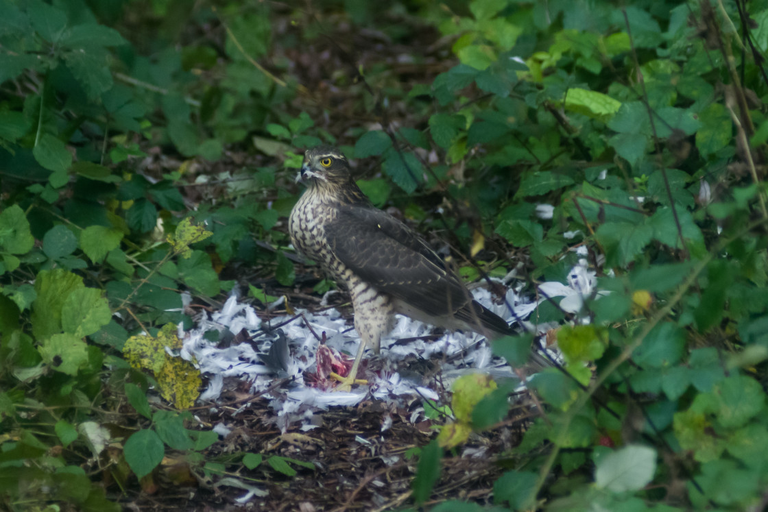 "Sparrowhawk Devouring Wood Pigeon" by Gordon England - $12.70 "Sparrowhawk Devouring Wood Pigeon" stock image