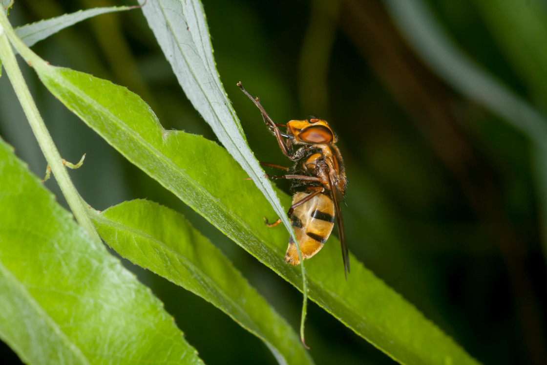 "Volucella inanis Hoverfly" stock image