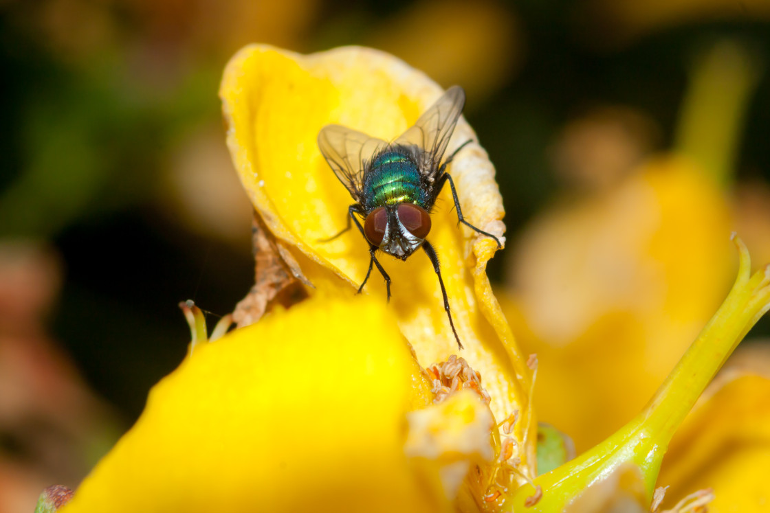 "Green Bottle Fly" stock image