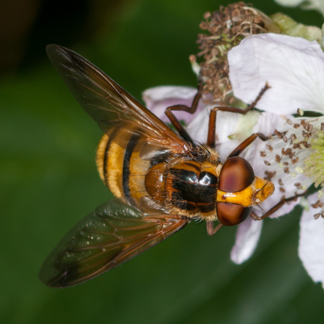 "Volucella inanis Hoverfly" stock image