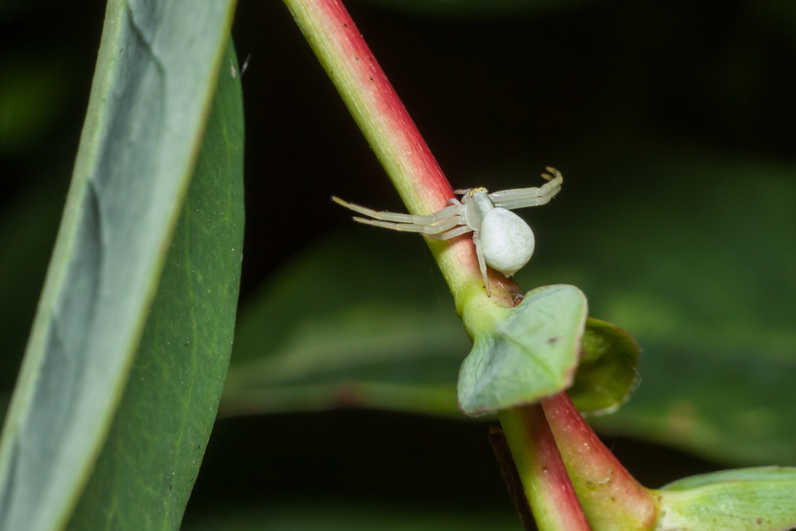 "White Flower Crab Spider" stock image