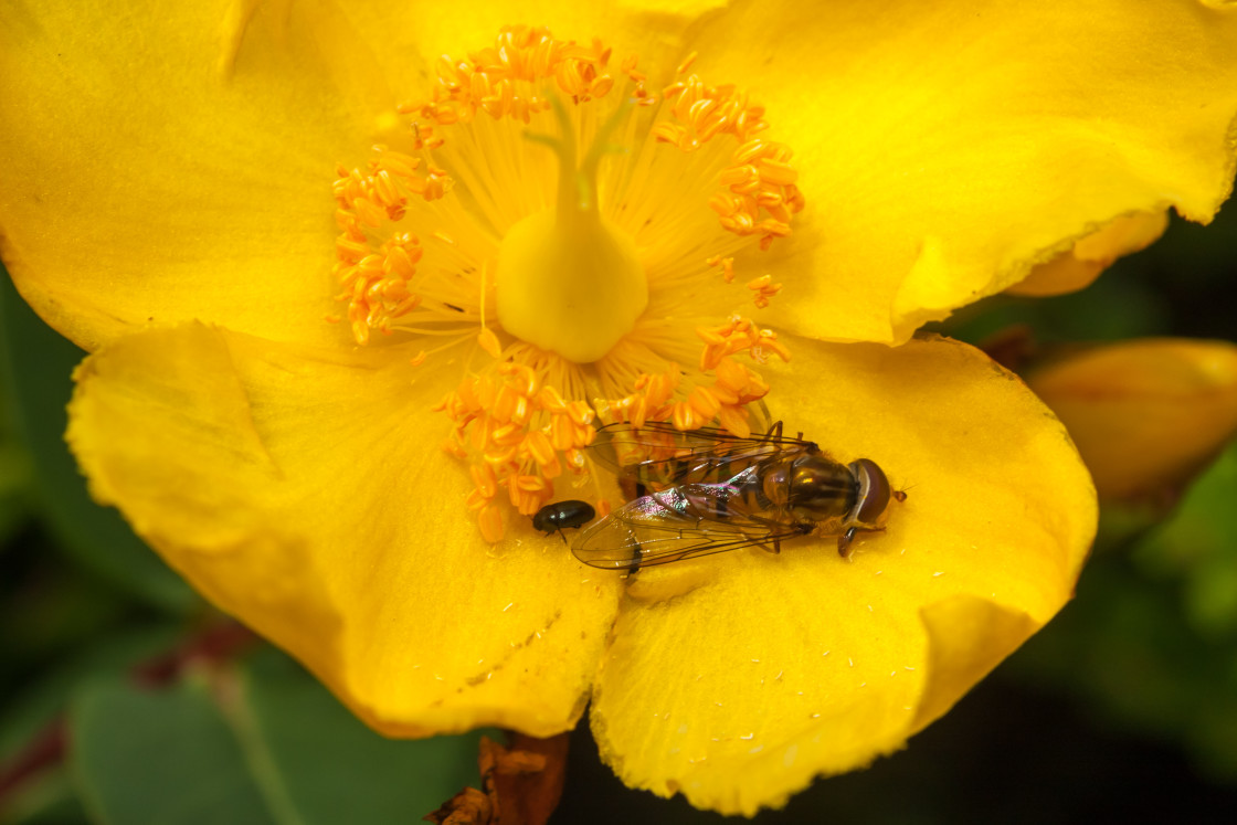 "Bugs on Yellow Flower" stock image