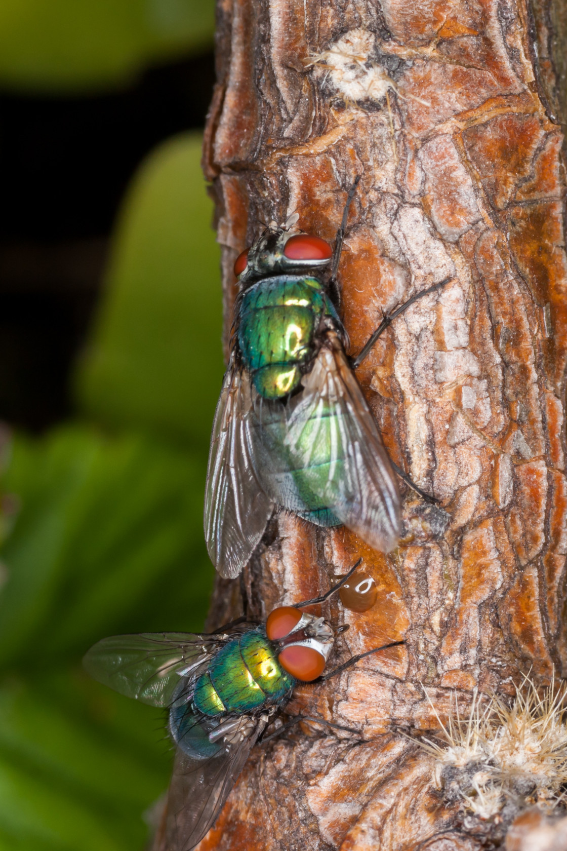 "Green Bottle Flies" stock image