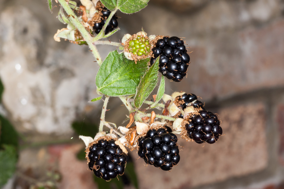 "Ripe Blackberry Fruits" stock image