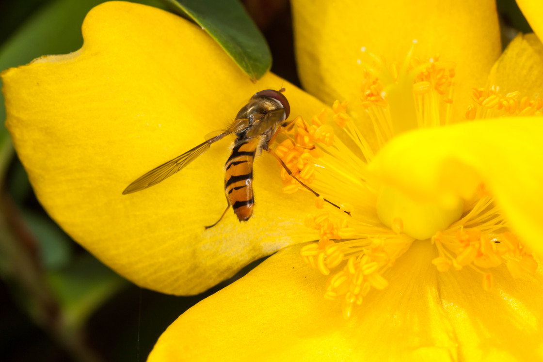 "Marmalade Hoverfly" stock image